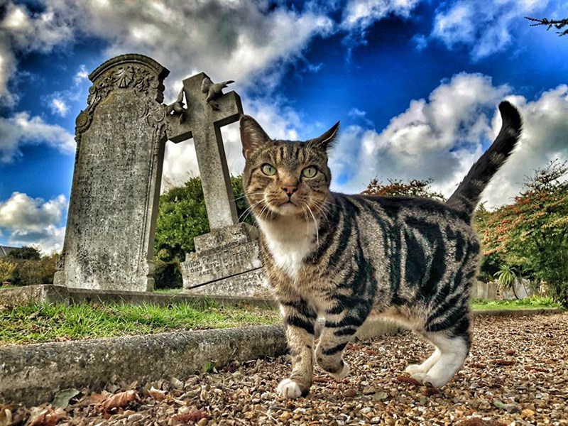 Cemetery Cat